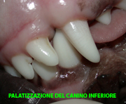 Ortodonzia intercettiva nella specie canina